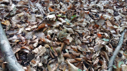 Frosch im Wald