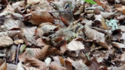Frosch im Wald nahe Ansicht