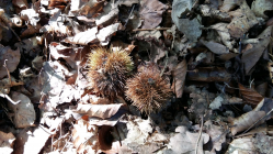 Maronen im Wald