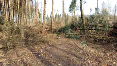 Versperrter Waldweg durch Friederike Sturmschäden