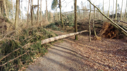 Sturmschäden im Wald durch Friederike