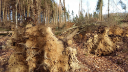 Friederike Sturmschäden im Wald