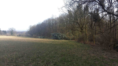 Waldrand umgestürzte Bäume in Iserlohn